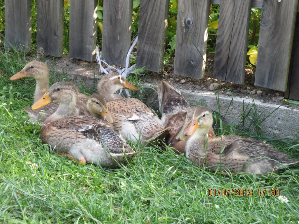 Longostagno Oberschlichterhofヴィラ エクステリア 写真